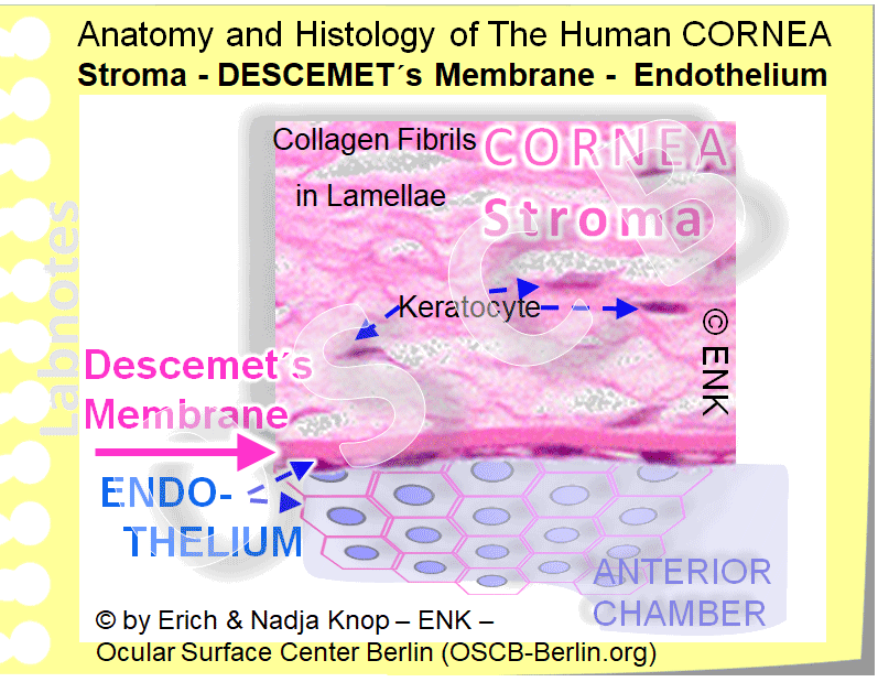 DESCEMET´s Membrane is the basement membrane on which the cells of the corneal endothelium rest. It is quite thick for a basement membrane ( please compare with that of the epi thelium ). The membrane is a dense accumulation of extracellular matrix molecules and it represents one of the strongest components of the cornea ... that may withstand when all other layers are already lost.
