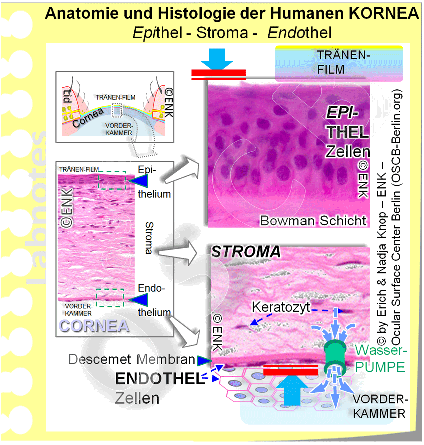 Der Aufbau der Hornhaut hat für ihre Transparenz ein sehr dicht gepacktes, wasserarmes, zentrales Bindegewebe (Stroma), das auf beiden Seiten von einem Epithel gegen Wassereintritt ´abgedichtet´ wird. Das äussere, oben liegende Epithel liegt zum Tränenfilm, das innere Epithel (Endothel) zum Kammerwasser der vorderen Augenkammer. Das Endothel enthält ausserdem noch Wasserpumpen, die das Stroma ständig aktiv entquellen. (Die hier im mikroskopischen Bild sichtbaren Lücken des Stroma sind künstlich entstanden bei der Präparation und somit nicht ´echt´)