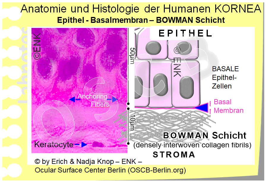 OSCB-Berlin.org_(c)ENK_Trockenes-Auge,-Dry-Eye-Disease,-Contact-Lens,-Kontaktlinse_Anatomie-und-Histologie-der-Humanen-KORNEA--(Spot0965),--Epithel-+-BOWMAN-SCHICHT.gif
