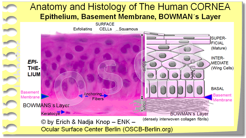 OSCB-Berlin.org_(c)ENK_Trockenes-Auge,-Dry-Eye-Disease,-Contact-Lens,-Kontaktlinse_Anatomy-and-Histology-of-The-Human-CORNEA (Spot0965)---Epithelium,-Basement-Membrane,-BOWMAN´s-Layer_HISTOLOGY-+-SCHEMA-ZEICHNUNG_WEB-30_.gif