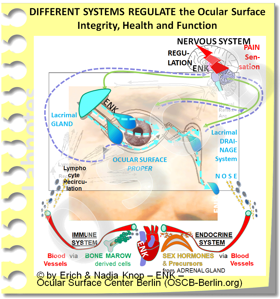 The intact function of the Ocular Surface depends on REGULATORY SYSTEMS that support the growth and maturation of the organs and are also necessary for the actual functional regulation , e.g. of the volume of secretion or the frequency of blinking and many other functions that make the ocular surface feel well ... and also the individual who owns it.