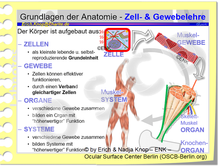OSCB-Berlin.org_(c)ENK_Trockenes-Auge,-Dry-Eye-Disease,-Contact-Lens,-Kontaktlinse__Grundlagen-der-Anatomie---Zell--&-Gewebelehre.gif