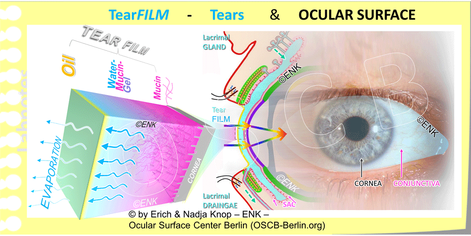 TearFILM-Tears-&-OCULAR-SURFACE__Augenoberfläche-FOTO-EIGENES-AUGE-+-AUGE-QUER-Davos-+-ÜBERBLENDET_-+-TRÄNENFILM-3D-NEU.gif