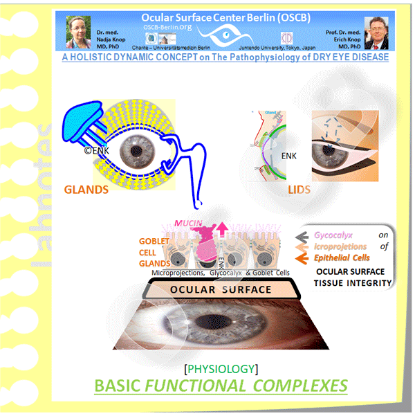 GIF-Animation-BASIC-FUNCTIONAL-COMPLEXES-ENGLISCH_Einzel-BILDER_600pix-10-2__OSCB-Berlin.org_Dry Eye Disease, Trockenes Auge.gif