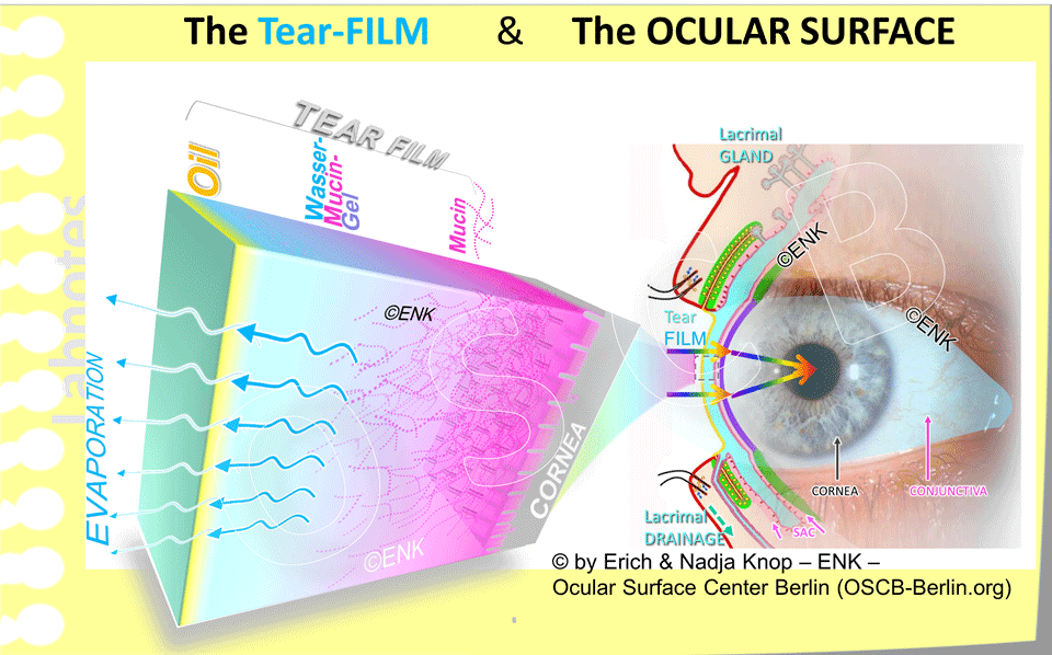 The-Tear-FILM-&-The-OCULAR-SURFACE__Augenoberfläche-FOTO-EIGENES-AUGE-+-AUGE-QUER-Davos-+-ÜBERBLENDET_GANZ-KURZ-+-TRÄNENFILM-3D-NEU.gif