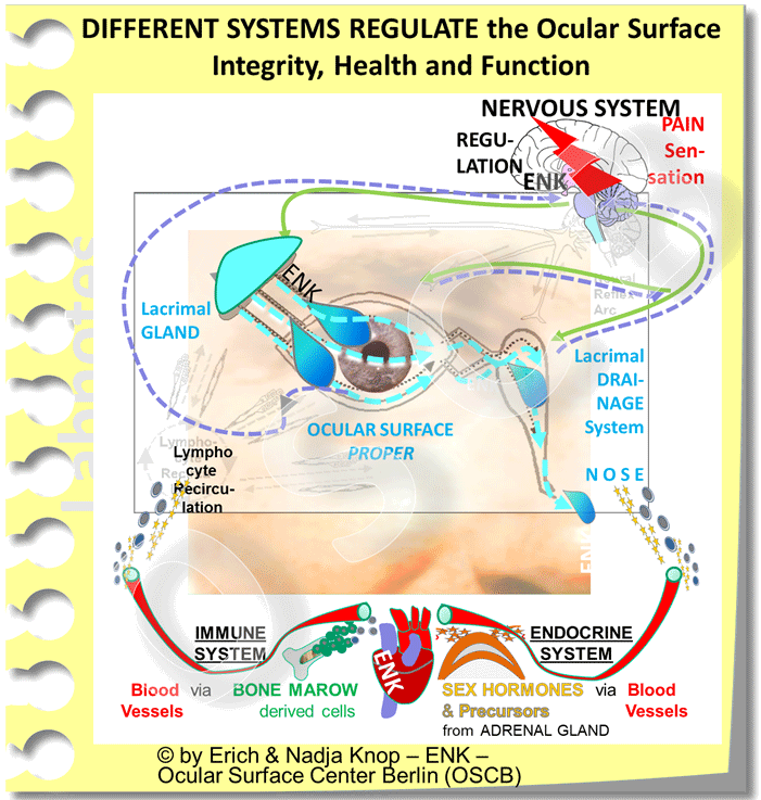 OSCB-Bild_3.1.8_Ocular-Surface_REGULATORY-SYSTEMS-3_Different-Systems-regulate-...-auf-FOTO_NEU-ohne-MAUI-2000-HG_WEB_.gif