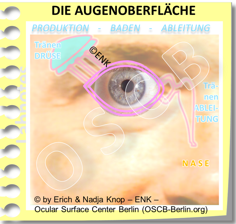 The OCULAR SURFACE