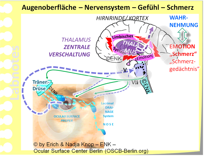 SCHMERZ-Syndrome