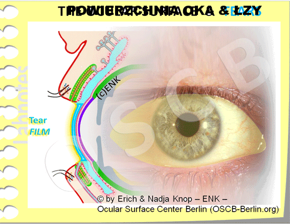 OSCB-Berlin.org_(c)ENK_Trockenes-Auge,-Dry-Eye-Disease,-Contact-Lens,-Kontaktlinse__OCULAR-SURFACE-&-TEAR-FIM_STANDBILD-TEAR-FILM-aus-der-Animation_WEB-20_.gif