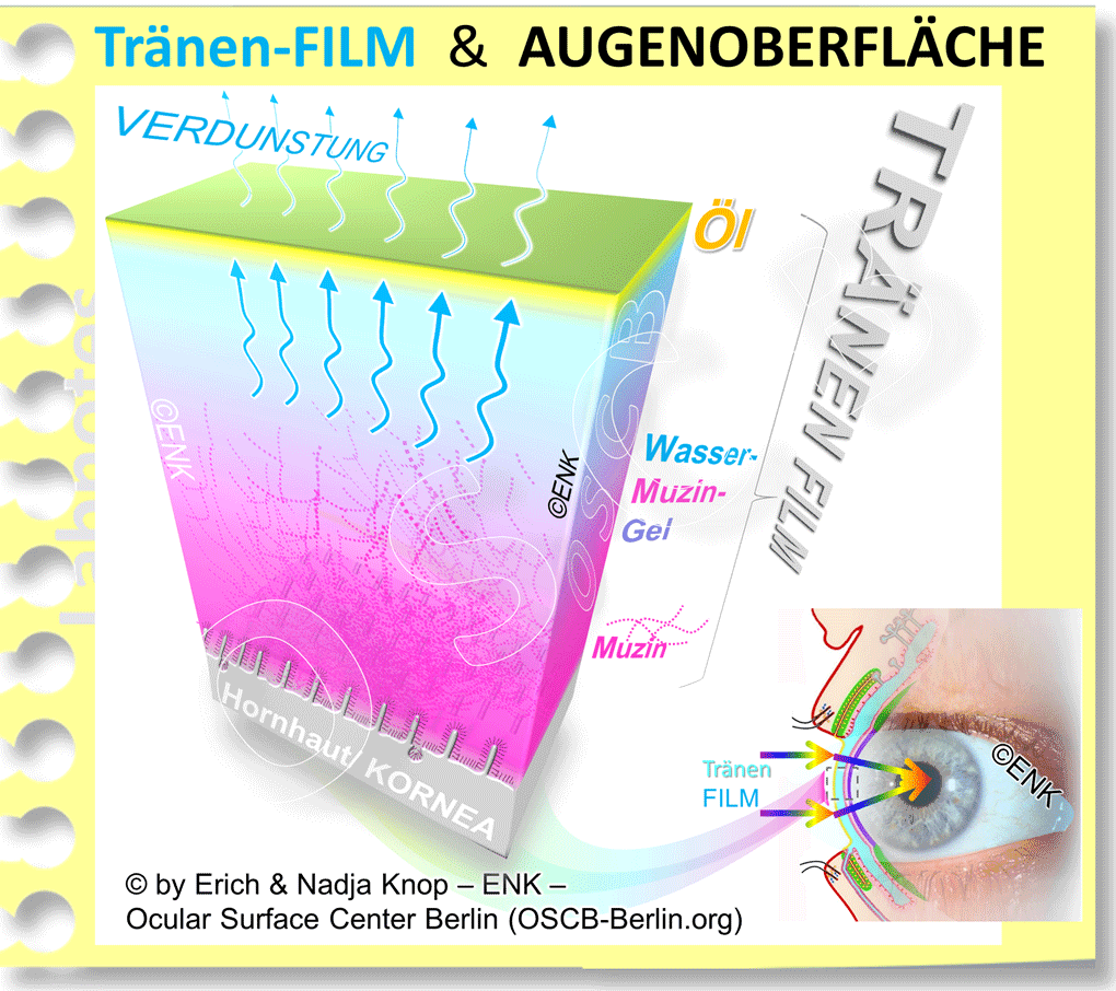 Der TRÄNENFILM (links) besteht aus 3 Schichten, deren Bestandteile von 3 verschiedenen Arten von Augen-DRÜSEN (rechts) produziert werden.
