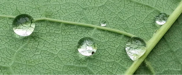 WasserTROPFEN auf Blatt wie Tränen, OPT BREITER _Frühjhar 2016_.jpg