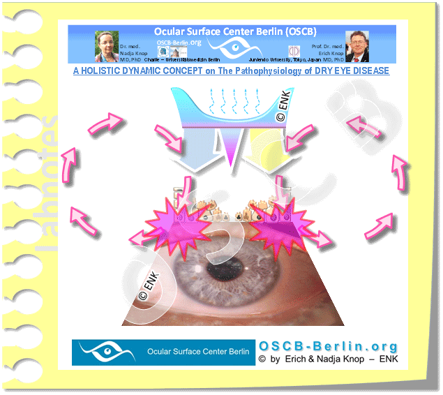 VICIOUS-CIRCLE-VEREINFACHT,-(ohne-Entzündung)-2-NEU-OHNE-TITEL__Entwicklung-PRIMARY-PATHOLOGIES-+-VC+ENTZÜNDUNG_635-2-0,2_.gif