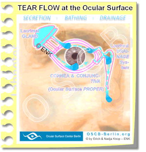 Animation-TEAR-FLOW-at-the-Ocular-Surface,-Tränen,-Functional-Unit_2-1_VOLL-2-1_.gif