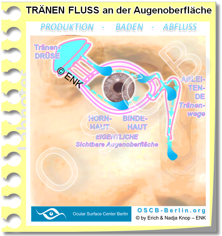 Animation-TRÄNENFLUSS-an-der-Augenoberfläche,-Functional-Unit_2-1_Einzel-BILDER_Voll-2-1_.gif