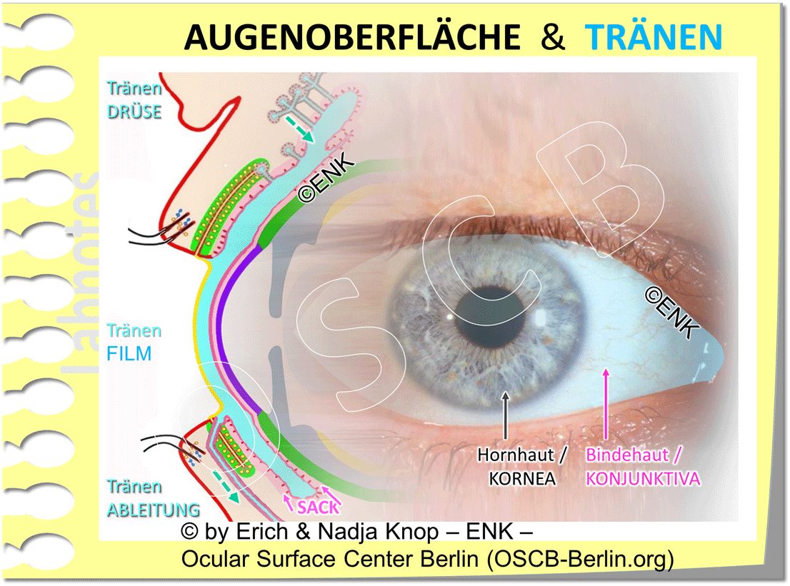 OSCB-Berlin.org_AUGENOBERFLÄCHE & TRÄNEN, (FOTO-AUGE-(hell-+-kontrastreich)-WEICH-30-AUSGESCHN.+-Sättigung-+-AUGE-QUER-Davos-+-ÜBERBLENDET-4-Kurz)_WEB_.gif