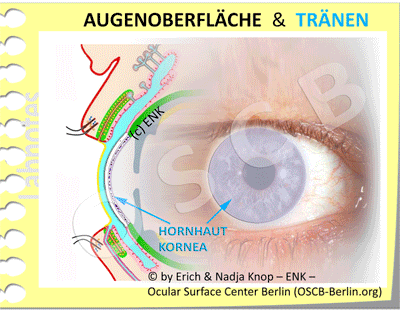 GIF_BILDER_Augenoberfläche-FOTO-EIGENES-AUGE-+-AUGE-QUER-Davos-+-ÜBERBLENDET-+-MARKIERTE-STRUKTUREN-+-AUF-LABNOTES_DEUTSCH_400-7-3_.gif