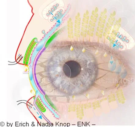 OSCB-Berlin.org_(c)ENK_Trockenes-Auge,-Dry-Eye-Disease___Augenoberfläche und Drüsen_Ocular Surface and Glands_+ MGD + Wüste + Kamele 50% HELL 50_20_.jpg