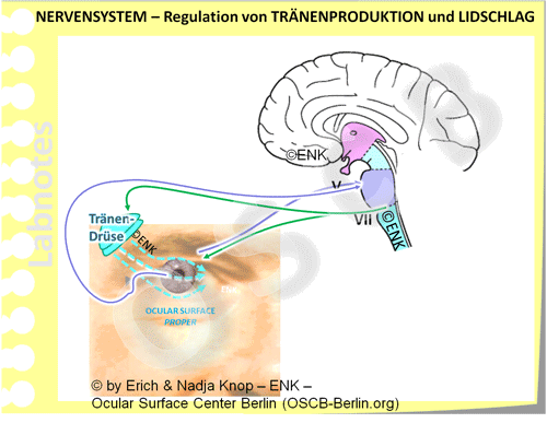 Animation_Augenoberfläche-NERVENSYSTEM_NUR-BLINZELN-9-19_500-16-1_.gif