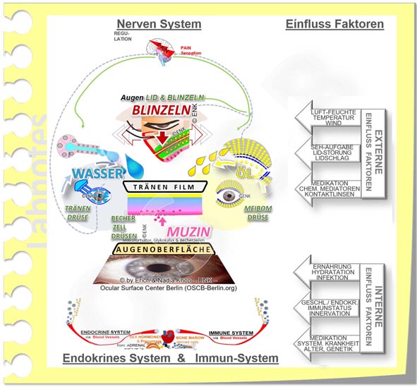 INFLUENCE Factors