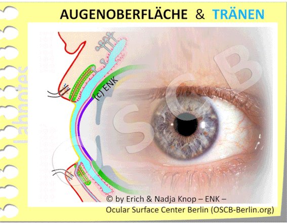 OSCB-Berlin.org_(c)-ENK--Erich-and-Nadja-Knop_AUGENOBERFLÄCHE-&-TRÄNEN,-ANIMATION-NEU_20-8-2_.gif