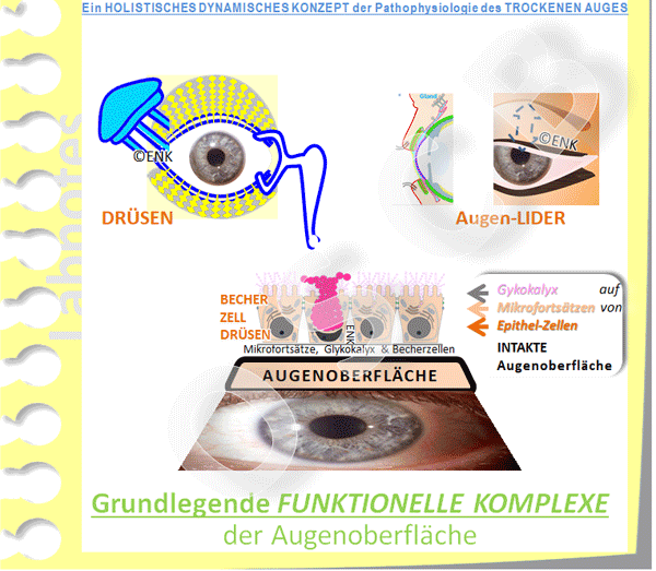 GIF-Animation-GRUNDLEGENDE-FUNKTIONELLE-KOMPLEXE-DEUTSCH_Einzel-BILDER_600pix-12-1,5_NEU+Schatten-OPT_.gif