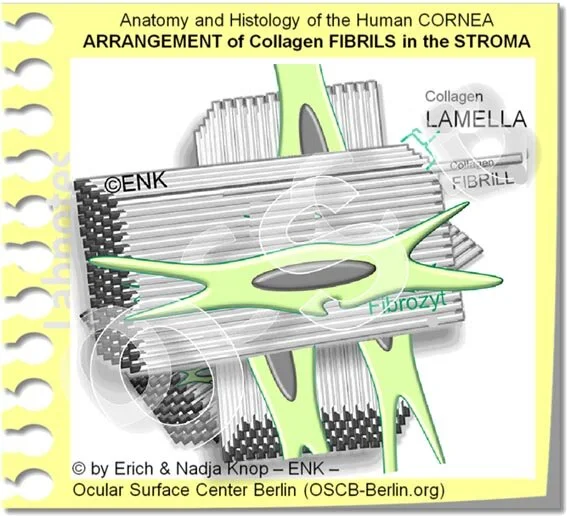 The Cornea Ocular Surface Center Berlin
