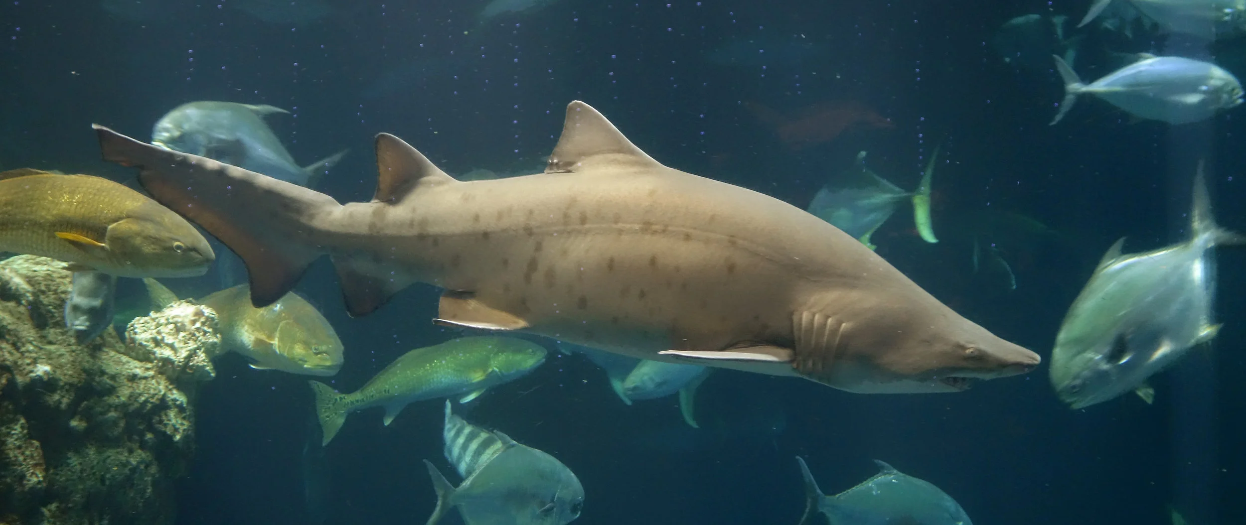 Sand Tiger Shark at the South Carolina Aquarium