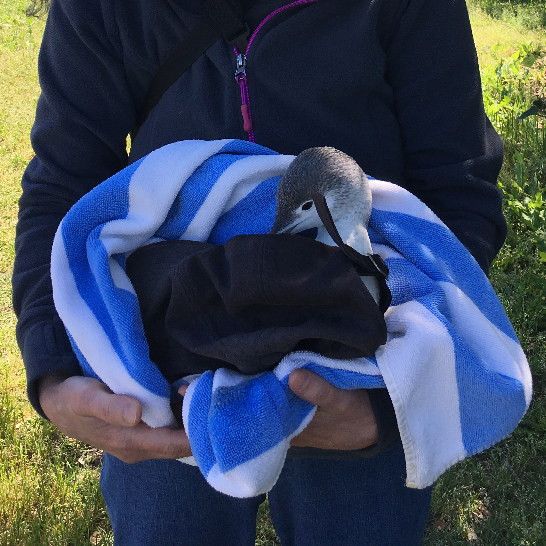 Injured Loon on Sullivan's Island
