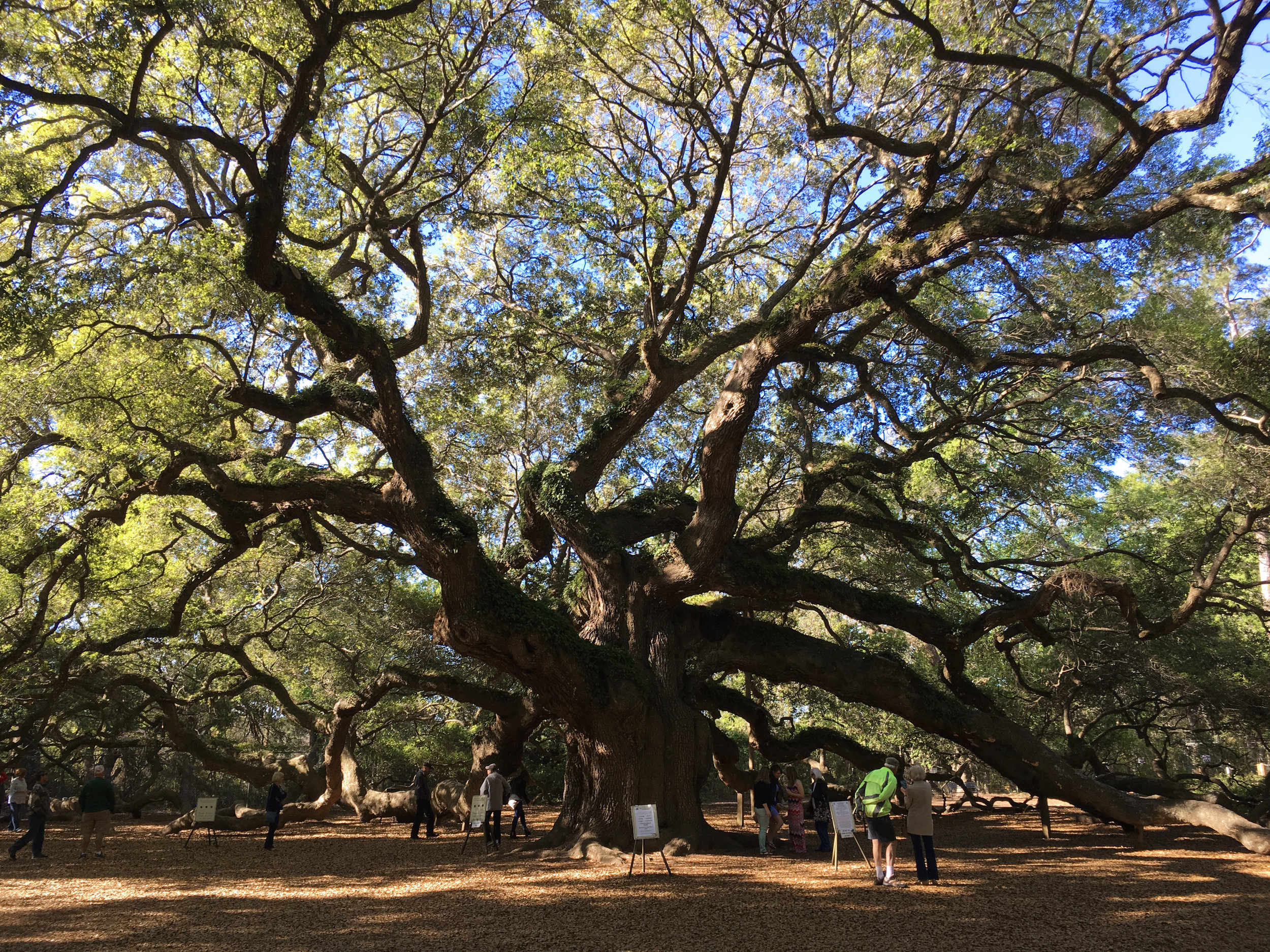 Angel Oak John's Island