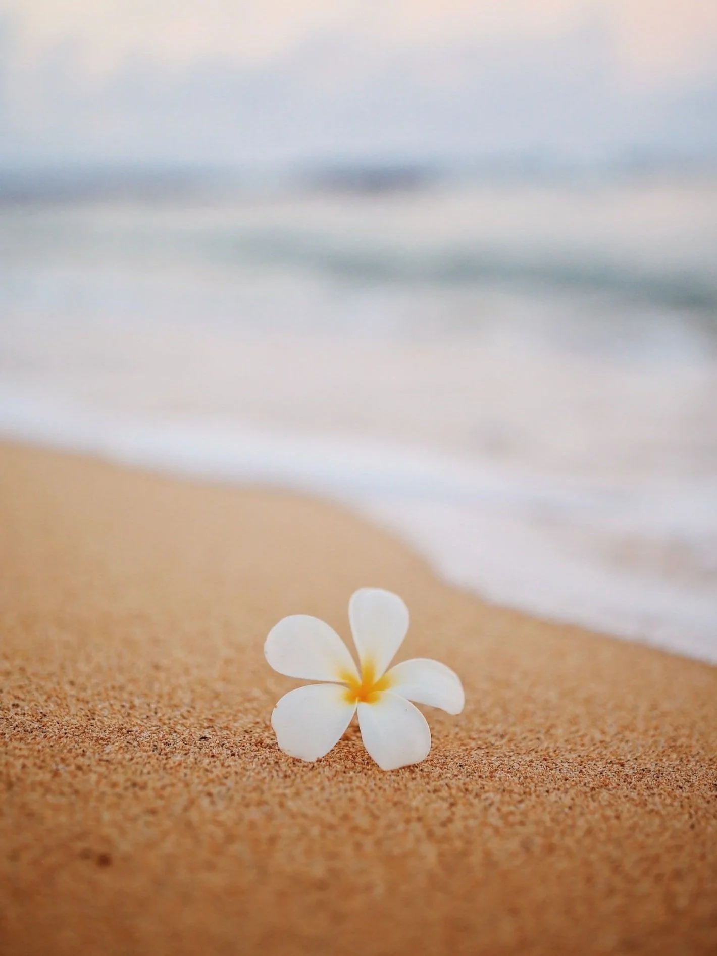A white flower with five petals on a sandy beach with ocean waves in the background.