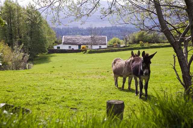 Muckross-Traditional-Farms-TV_61.jpg