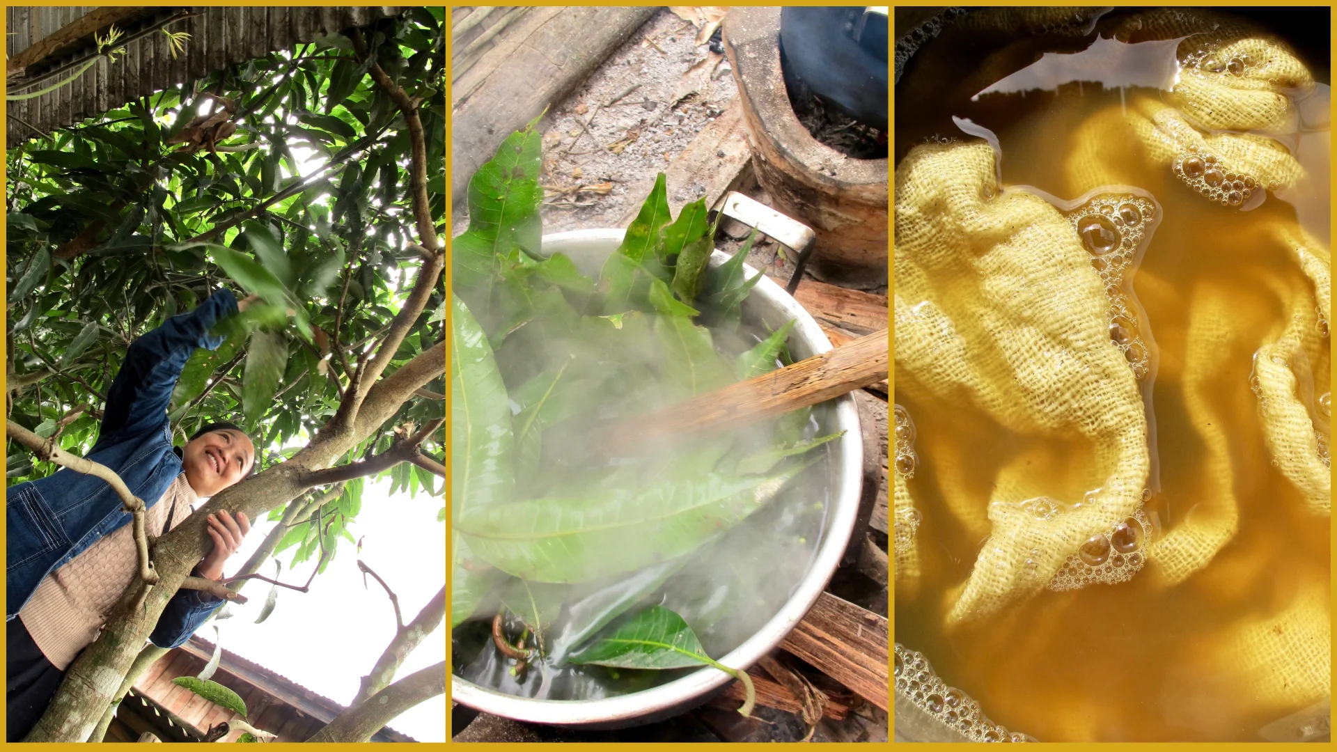 Left to right: Sang pulling mango leaves from a tree at the handicrafts center; then the mango leaves are boiled for a couple hours, creating a wonderful sweet yellow for dyeing woven cotton.