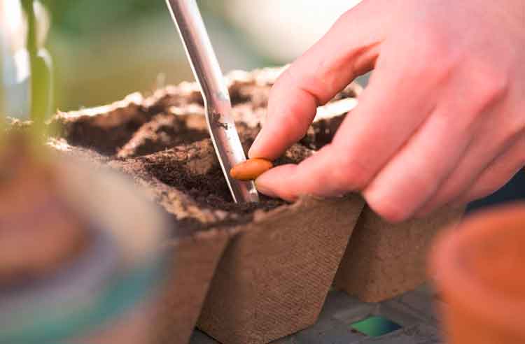 seed-sowing.jpg