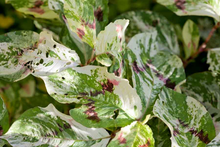 Persicaria-'Painter's-Palette'.jpg