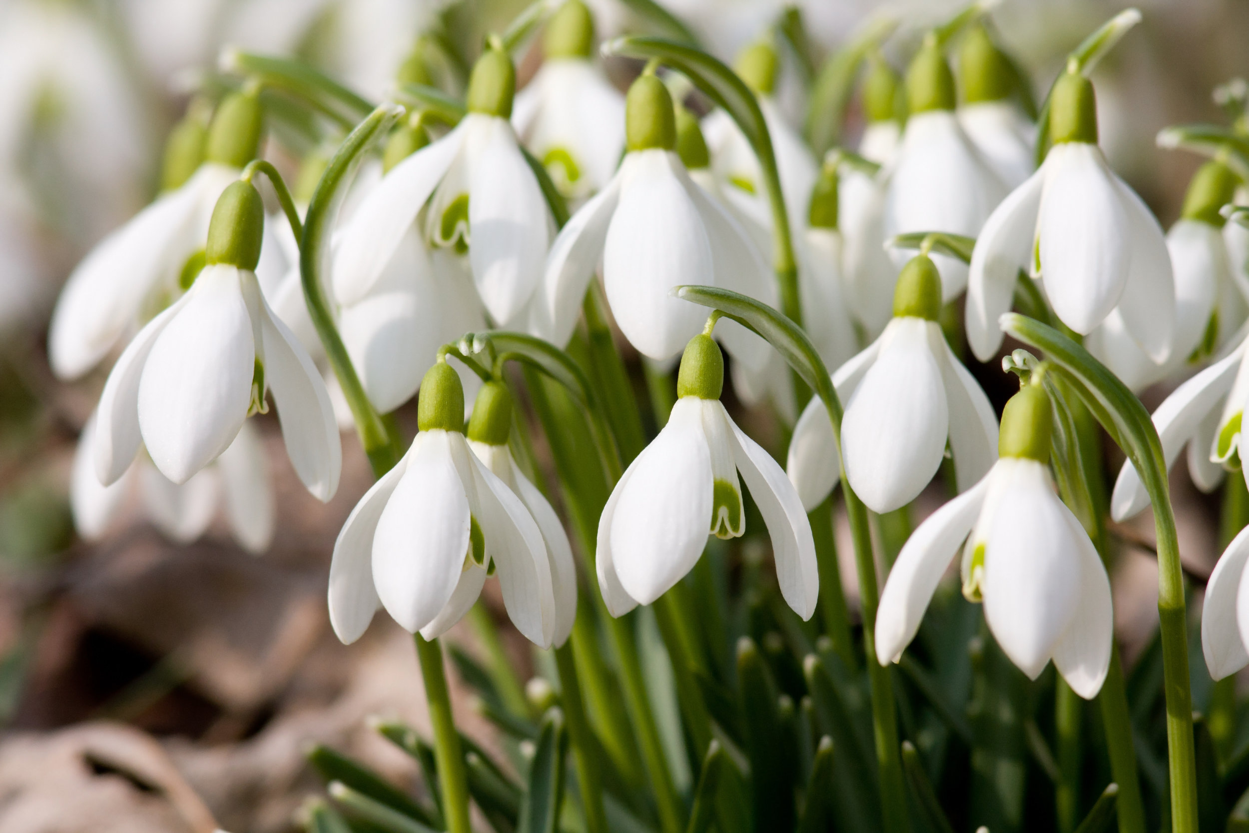 snowdrops_SHUTTERSTOCK.jpg