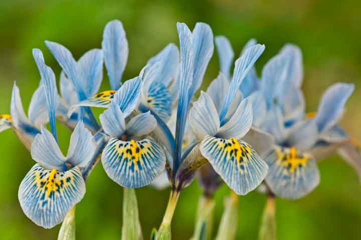 Iris-reticulata.jpg