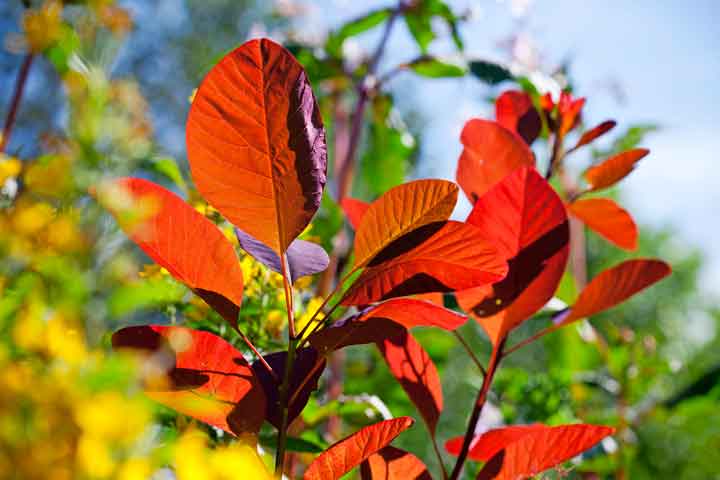 bauer_-cotinus-grace.jpg