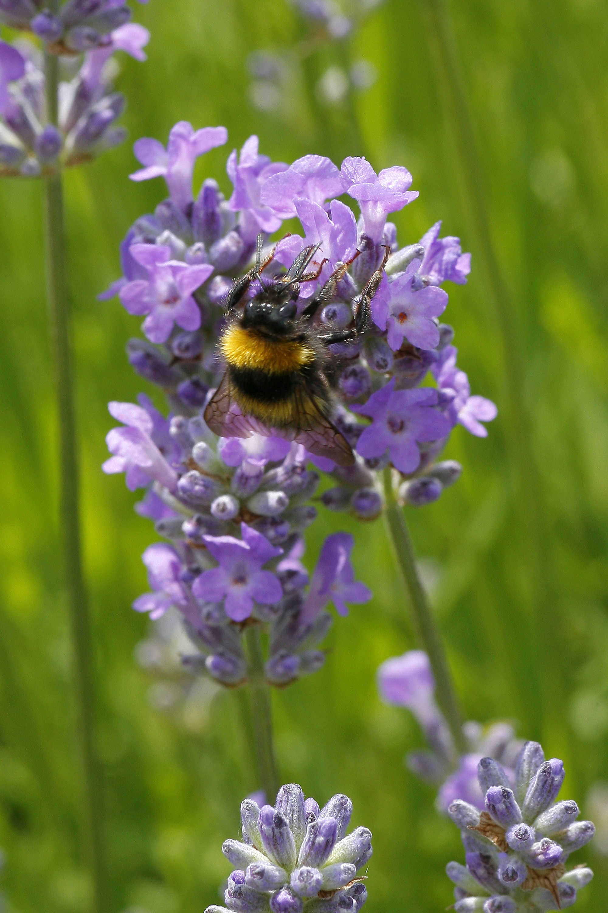 bee%20on%20lavender_BAUER.jpg