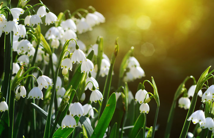snowdrops.jpg