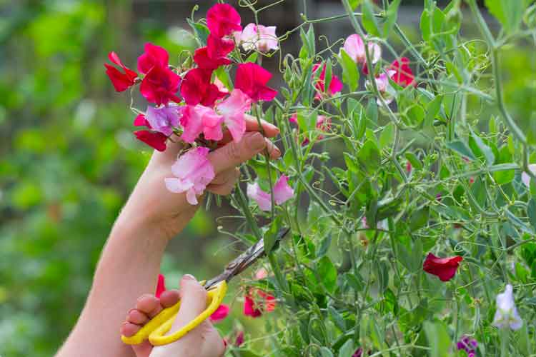 Sweet-peas.jpg