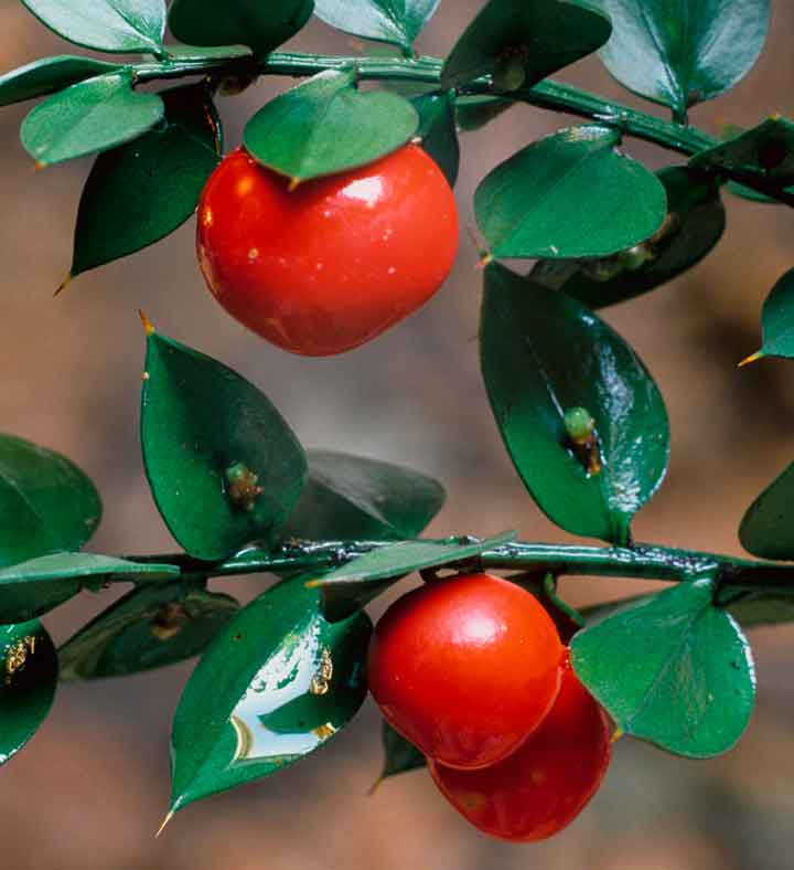 ruscus_shutterstock.jpg