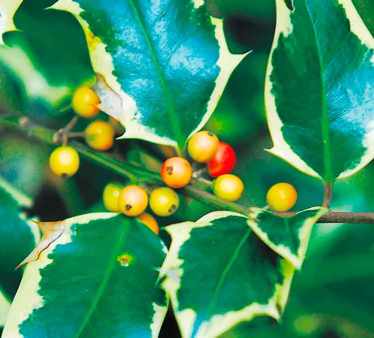 Ilex-altaclerensis-'Golden-King'_bauer.jpg