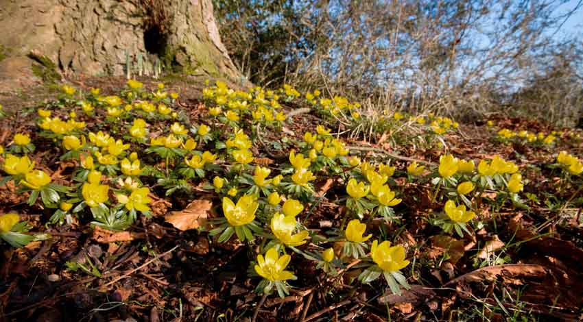 Winter-aconites.jpg