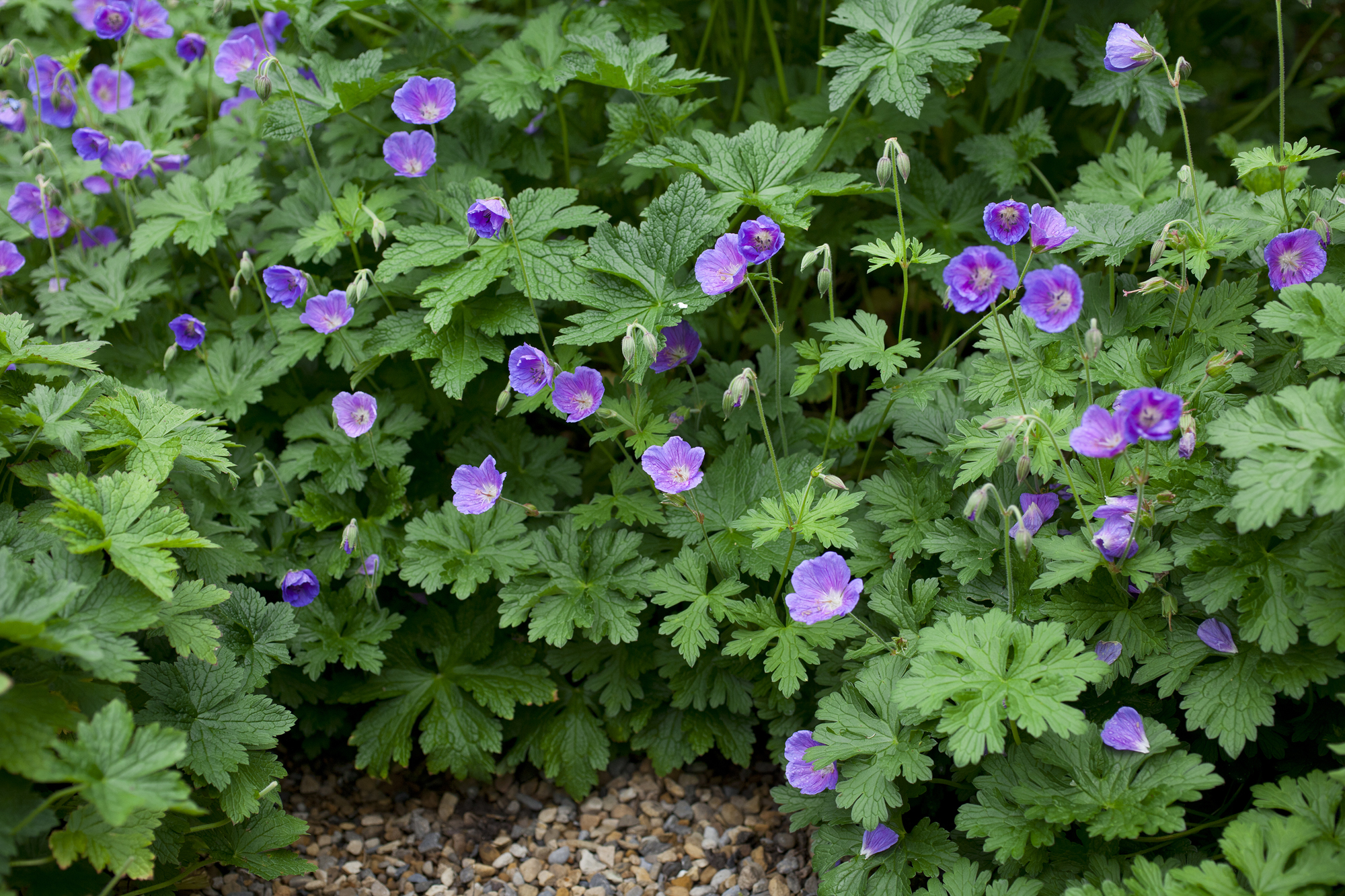 hardy%20geranium%20ground%20cover_BAUER.jpg