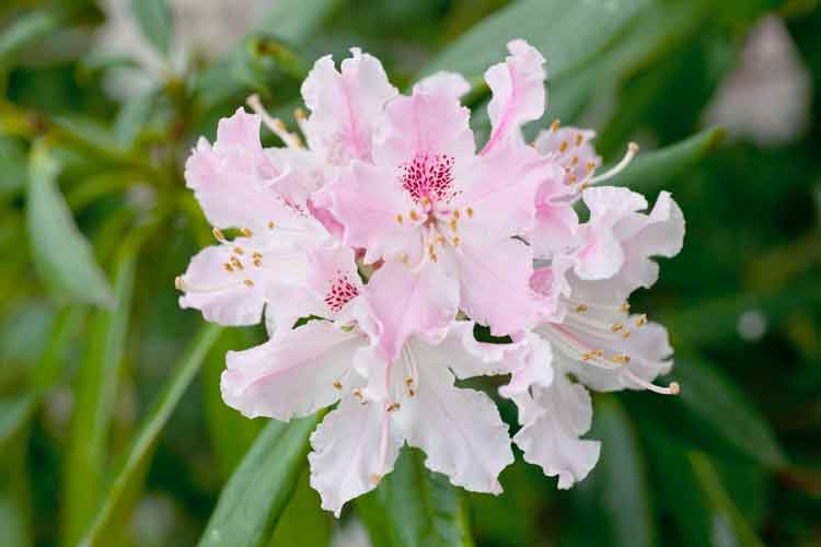 Rhodo.jpg