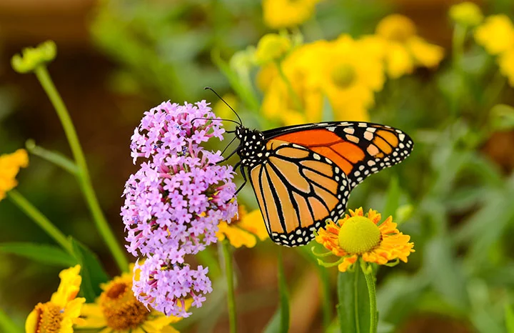 butterflies.jpg