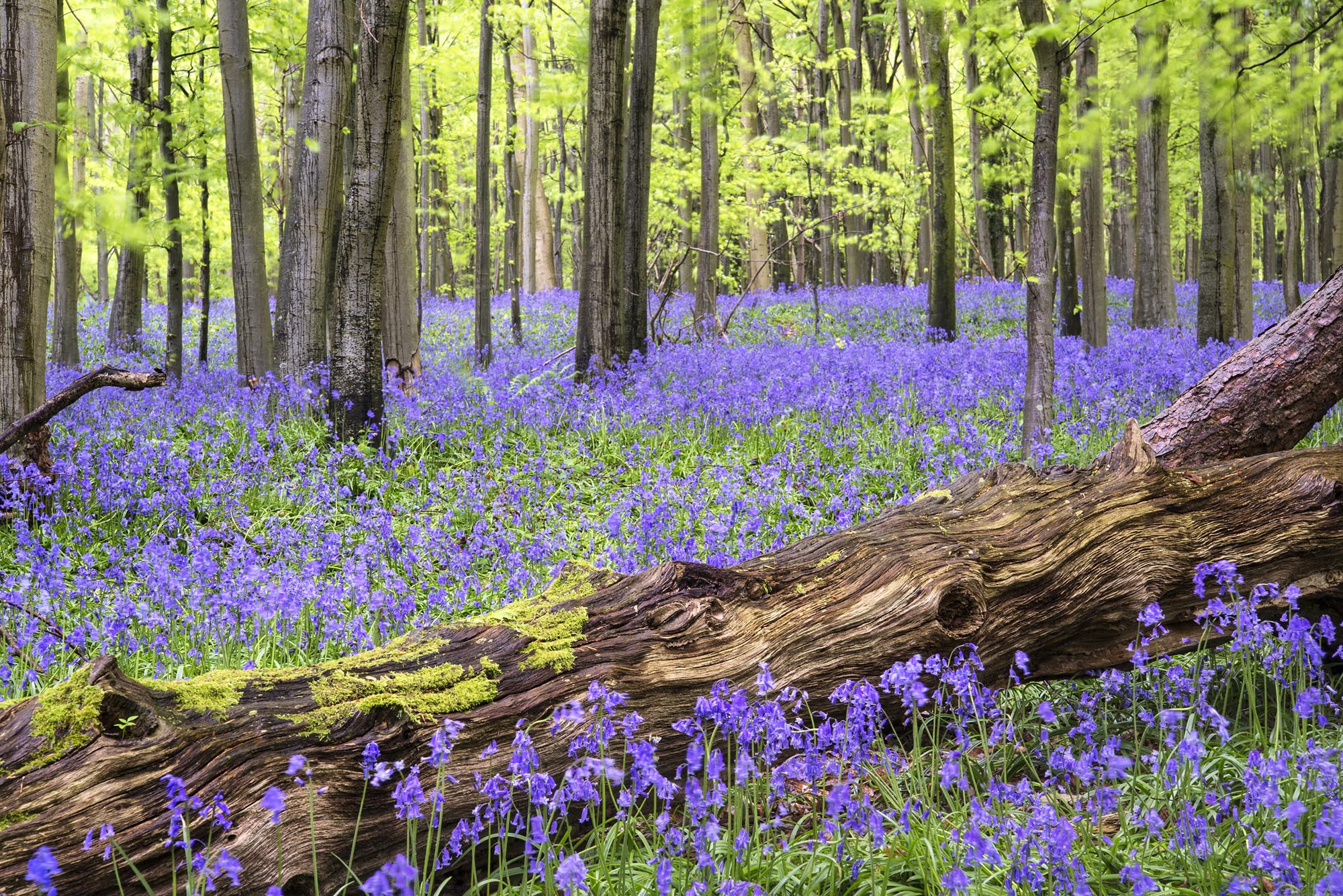 bluebell%20wood%20shutterstock_148746551.jpg