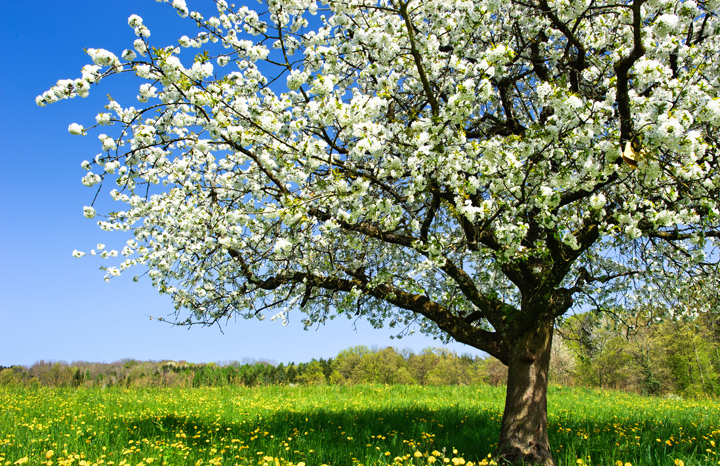 blossom.jpg