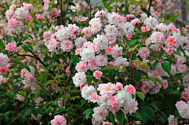 Roses-main.jpg