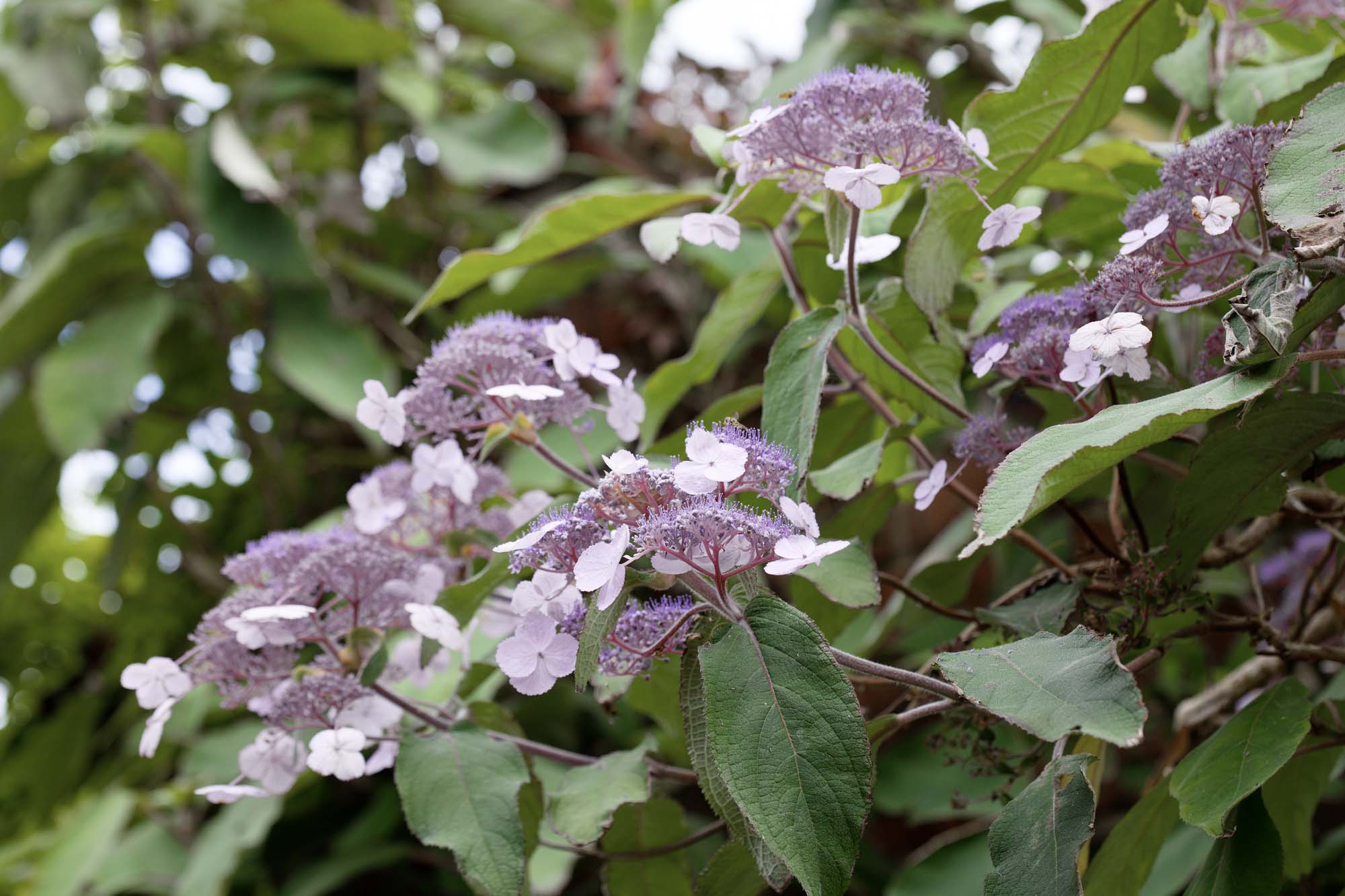 Hydrangea%20aspera_BAUER.jpg